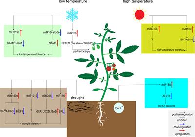 miRNAs and lncRNAs in tomato: Roles in biotic and abiotic stress responses